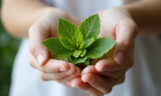 Hand gently holding fresh green leaves, symbolizing natural ingredients